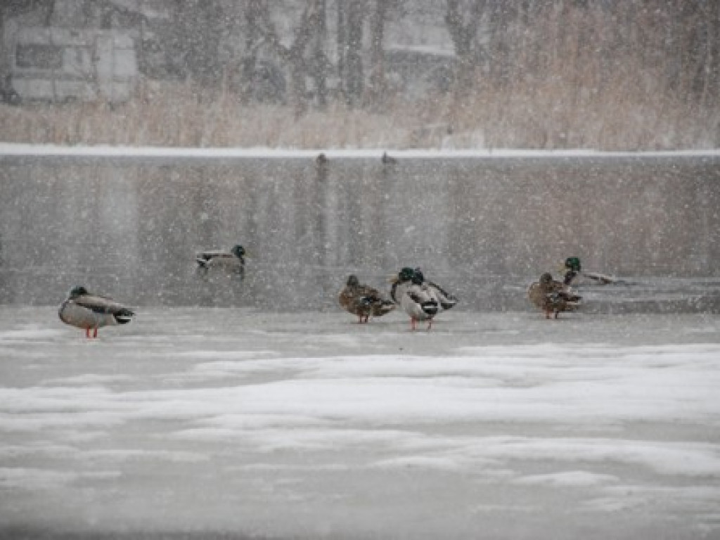 4 pory roku w obiektywie (zima) - galeria najlepszych fotografii