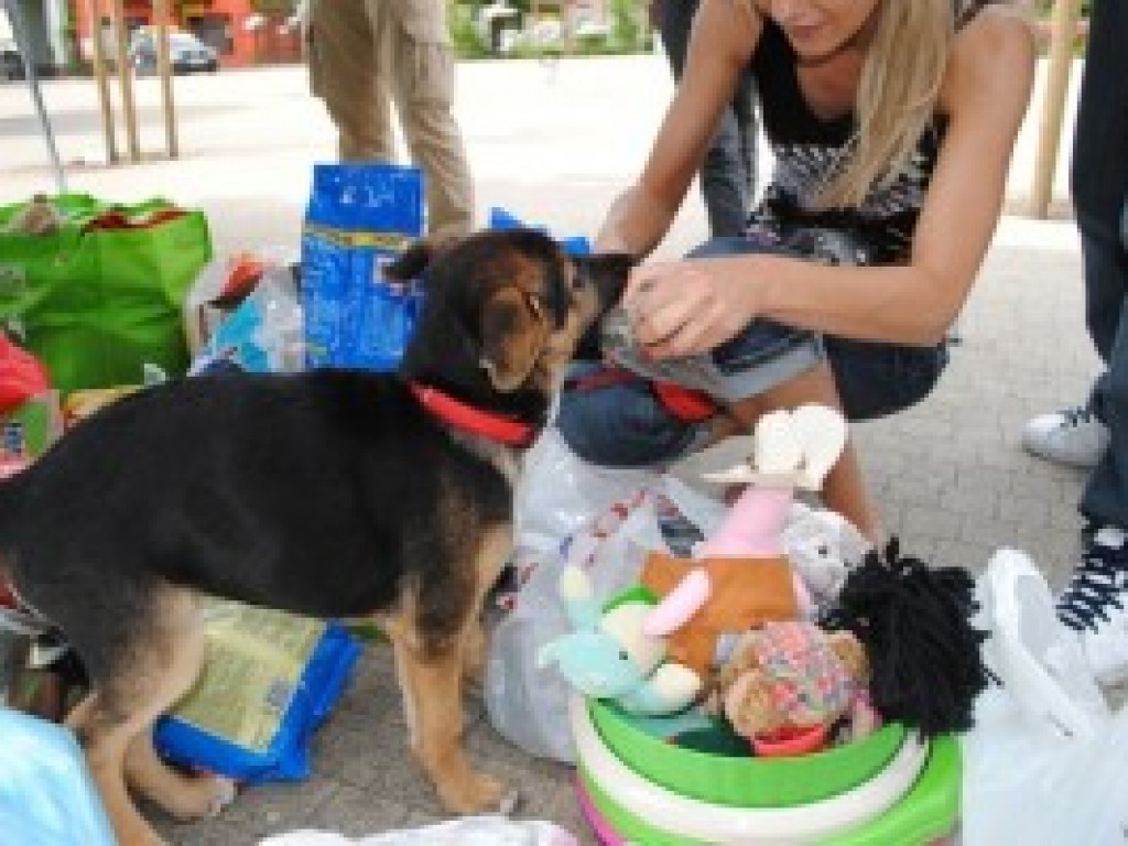 Relacja ze zbiórki na rzecz schroniska w Józefowie.