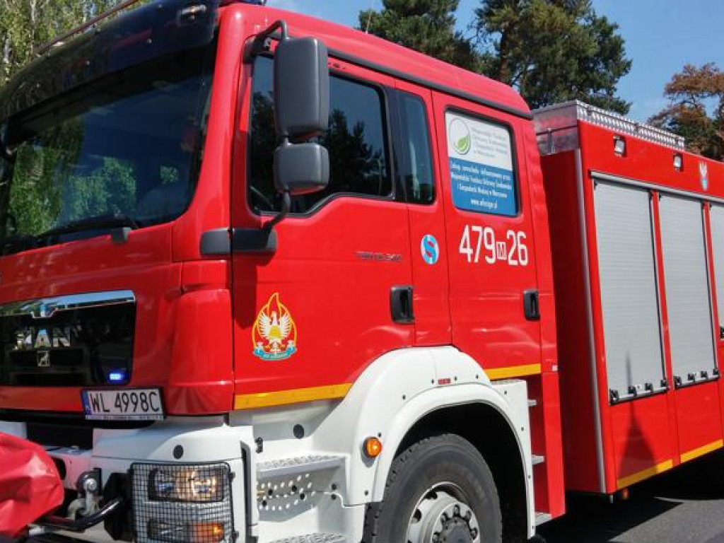 Legionowo: Dzik przy ratuszu. Część Parku Solidarności zamknięta