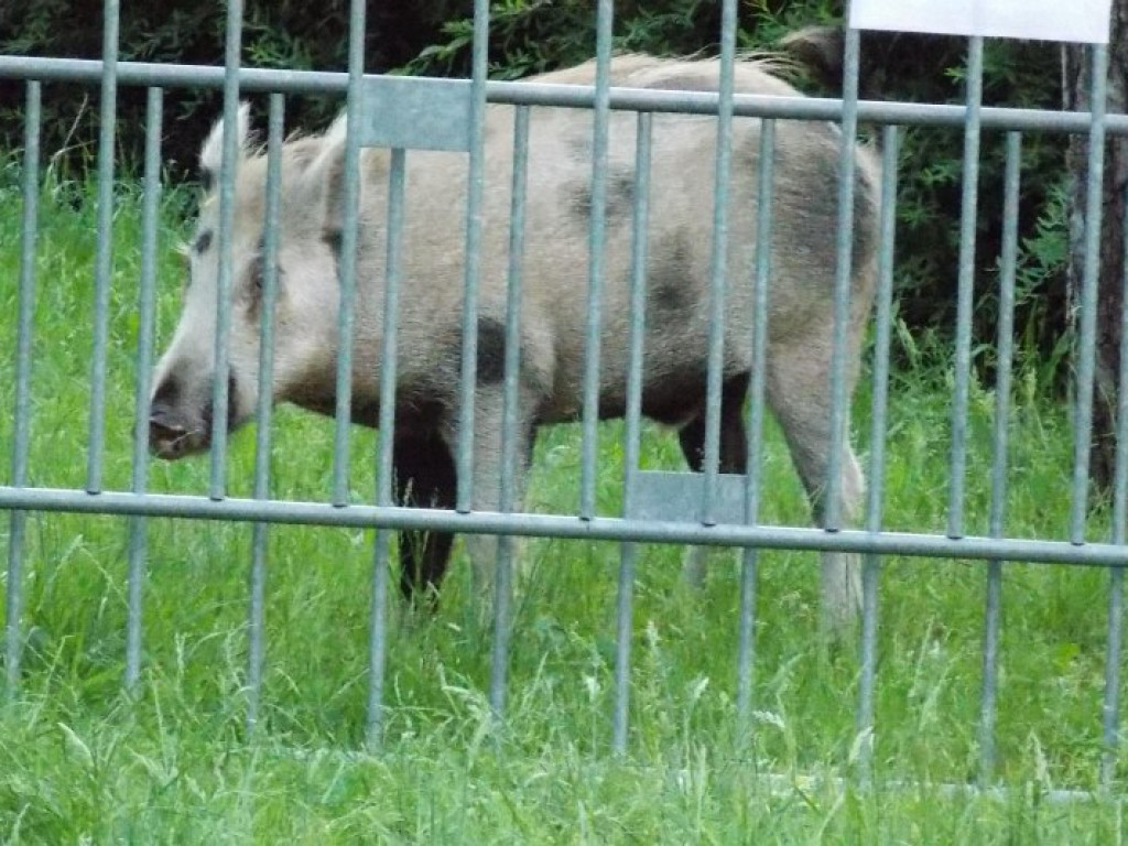 Legionowo: Dzik uciekł z Parku Solidarności. Skrył się przy Sobieskiego