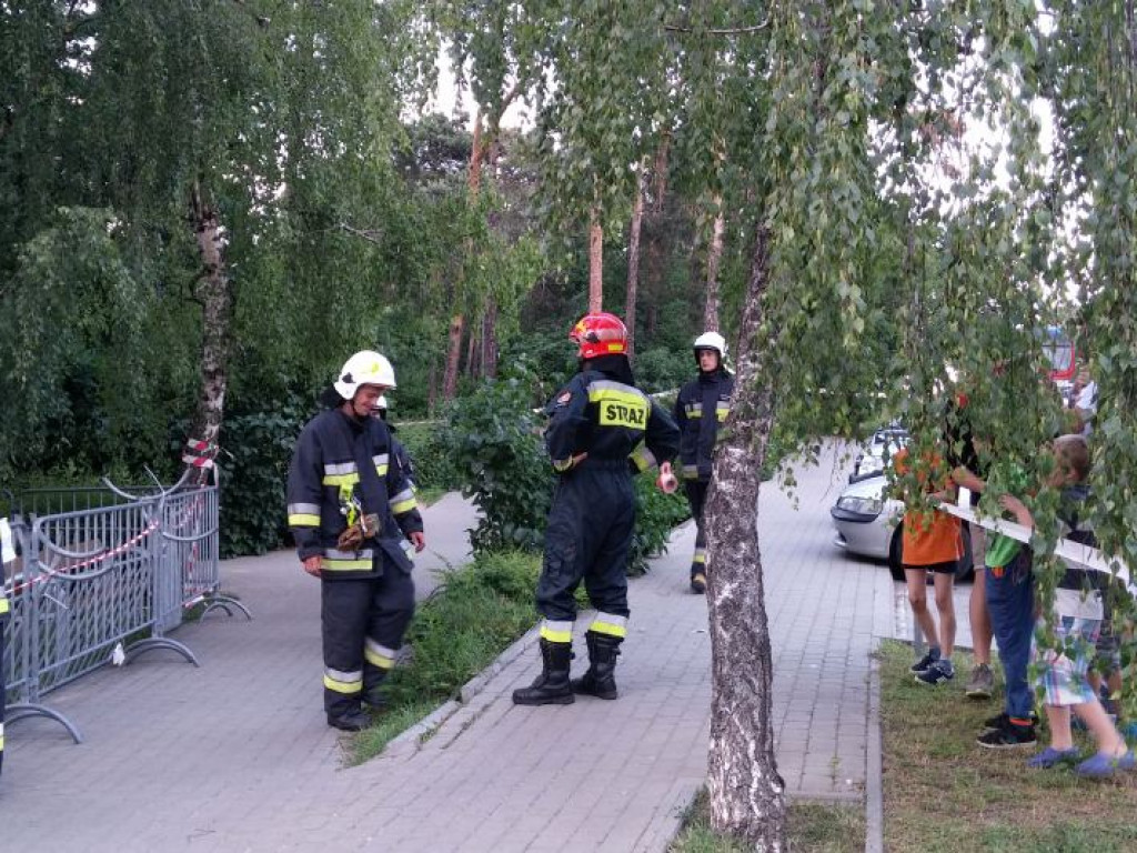 Legionowo: Dzik uciekł z Parku Solidarności. Skrył się przy Sobieskiego