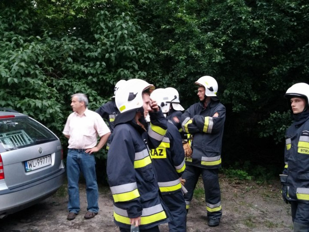 Legionowo: Dzik uciekł z Parku Solidarności. Skrył się przy Sobieskiego