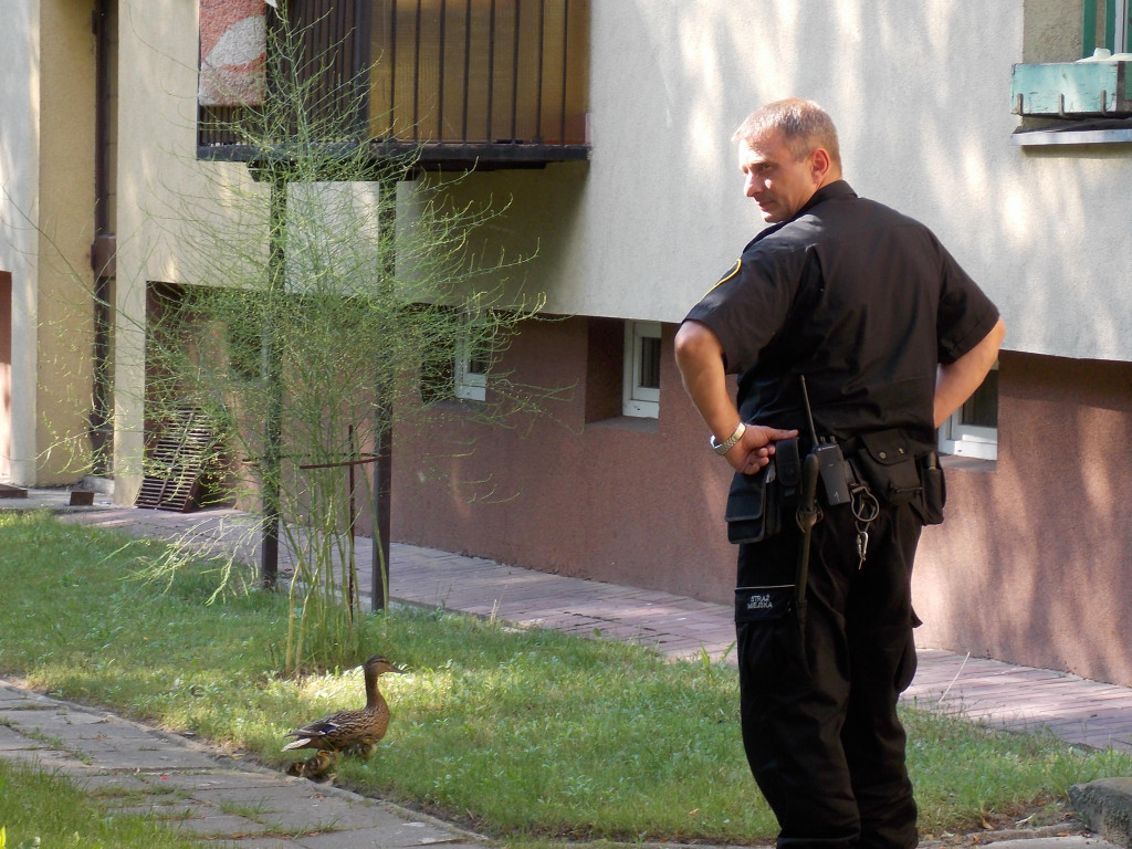 Legionowo: Kacze dzieci odłowione przez Straż Miejską