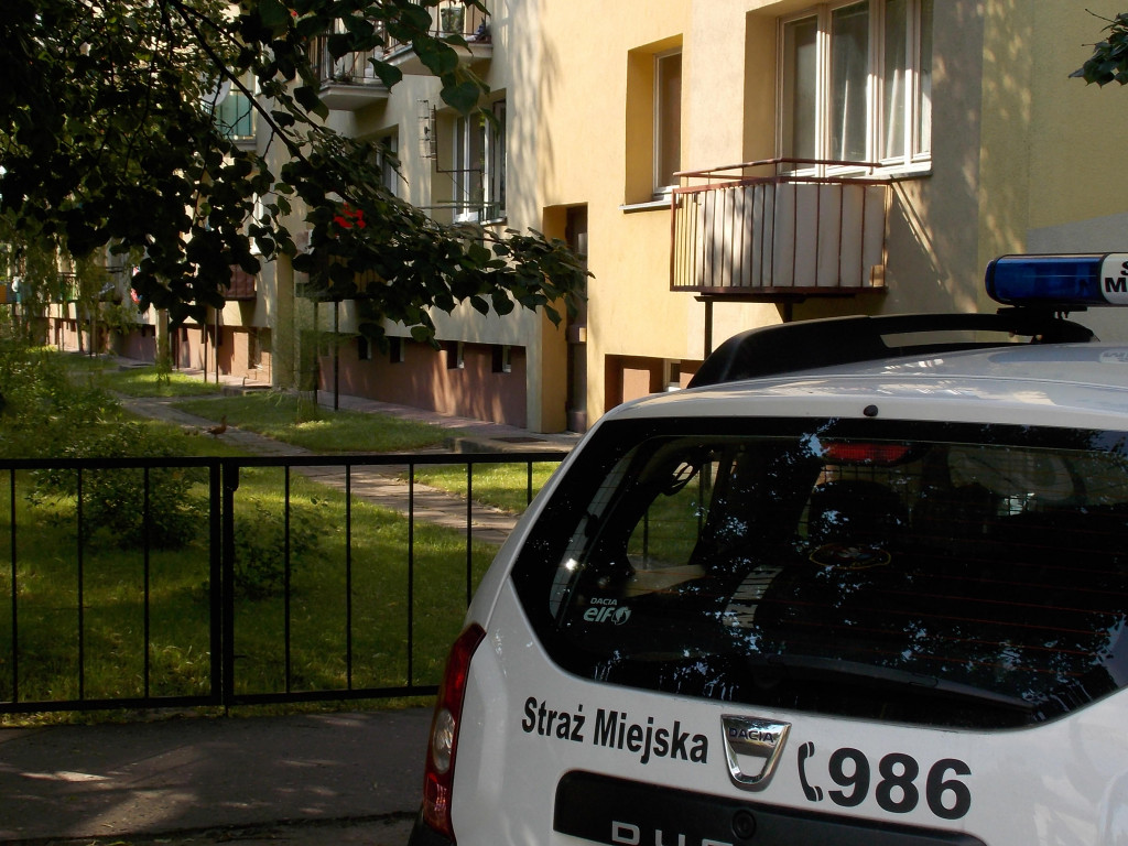 Legionowo: Kacze dzieci odłowione przez Straż Miejską