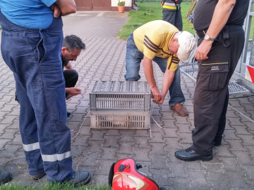 Nieporęt: Strażacy ratowali młodego bociana