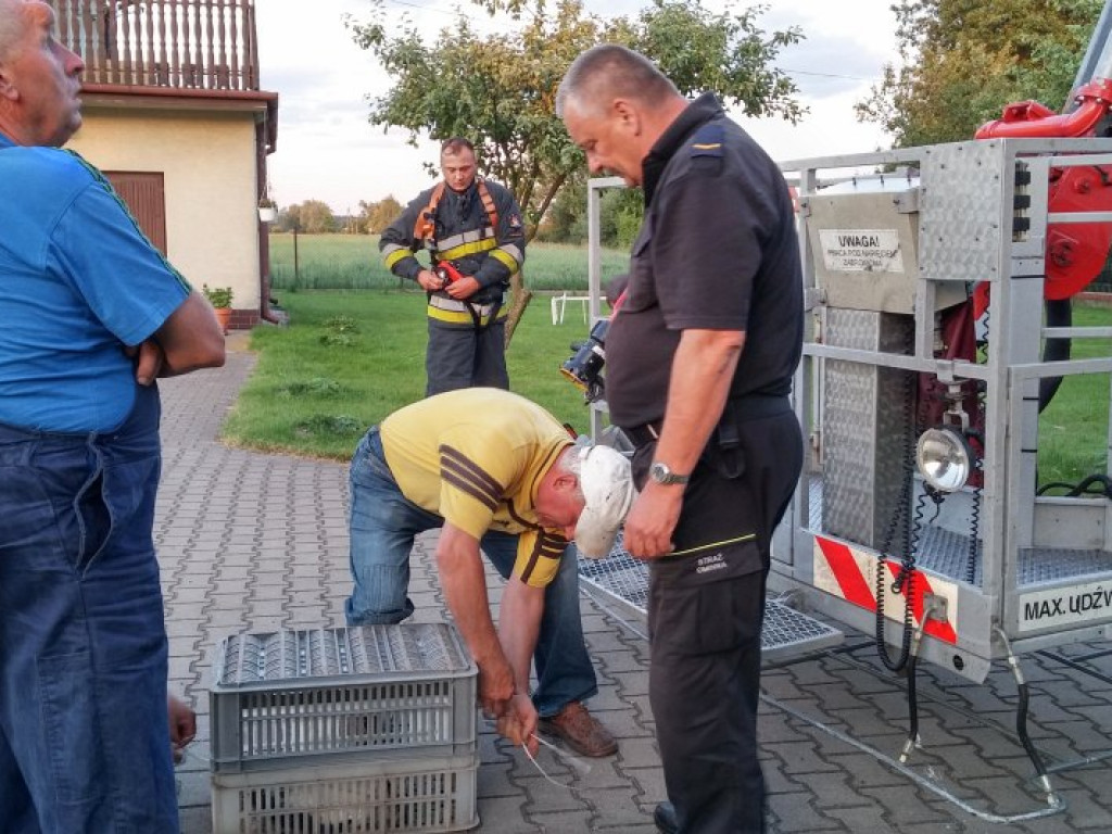 Nieporęt: Strażacy ratowali młodego bociana