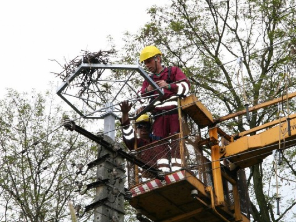 Nasielsk: We wsi Żabiczyn doszczętnie spłonęło bocianie gniazdo