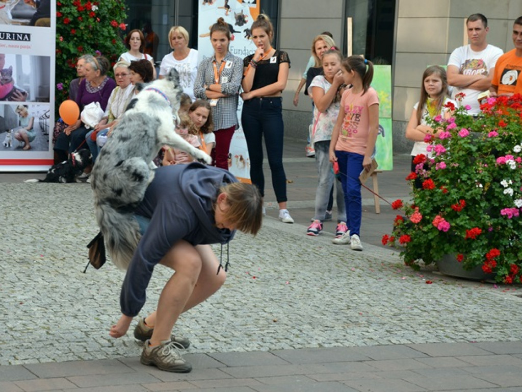 Legionowo: Zwierzaki ze schroniska pod ratuszem