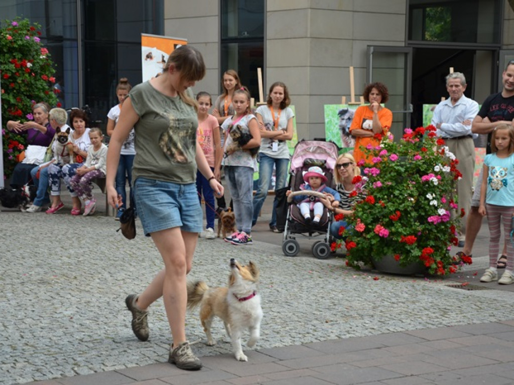 Legionowo: Zwierzaki ze schroniska pod ratuszem