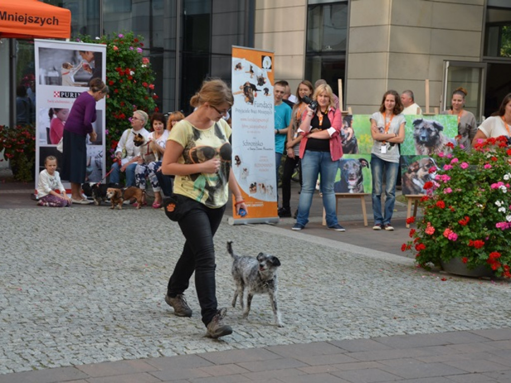 Legionowo: Zwierzaki ze schroniska pod ratuszem