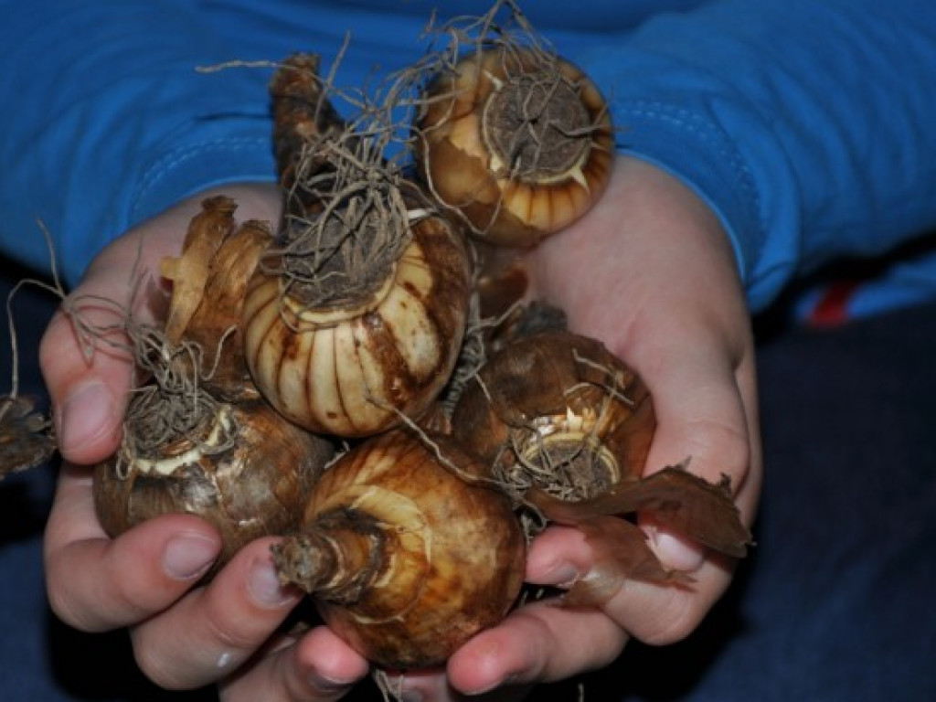 Pola Nadziei także w Szkole Podstawowej nr 7