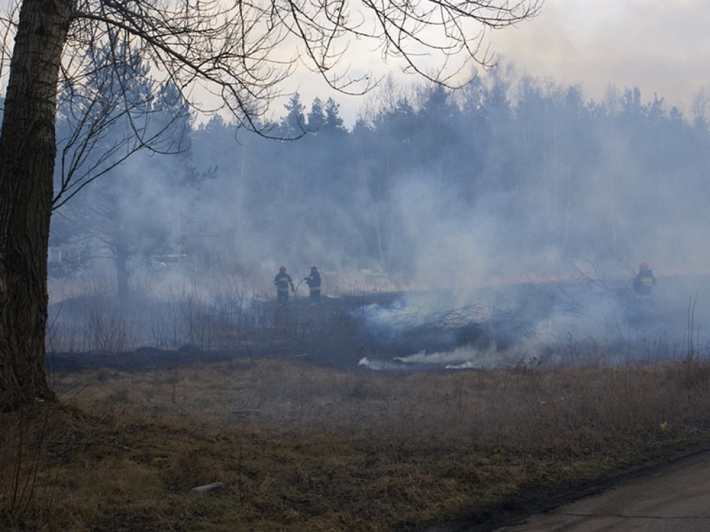 Wieliszew: Przy Modlińskiej spłonął hektar trawy (galeria)