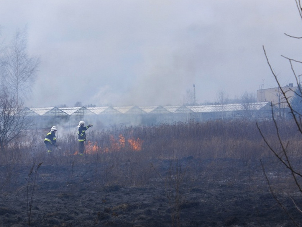 Wieliszew: Przy Modlińskiej spłonął hektar trawy (galeria)