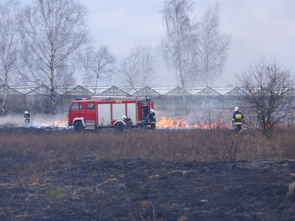 Wieliszew: Przy Modlińskiej spłonął hektar trawy (galeria)
