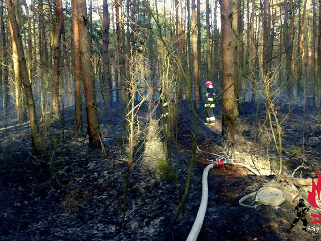 Legionowski: Znów płonęły lasy