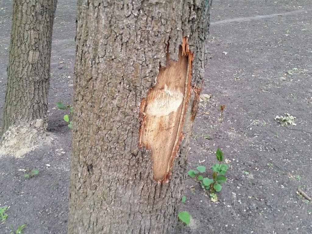 Legionowo: Park Zdrowia dopuszczony do użytku. Co z okaleczonymi drzewami?