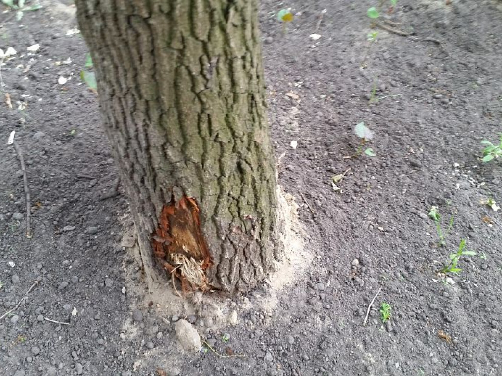 Legionowo: Park Zdrowia dopuszczony do użytku. Co z okaleczonymi drzewami?