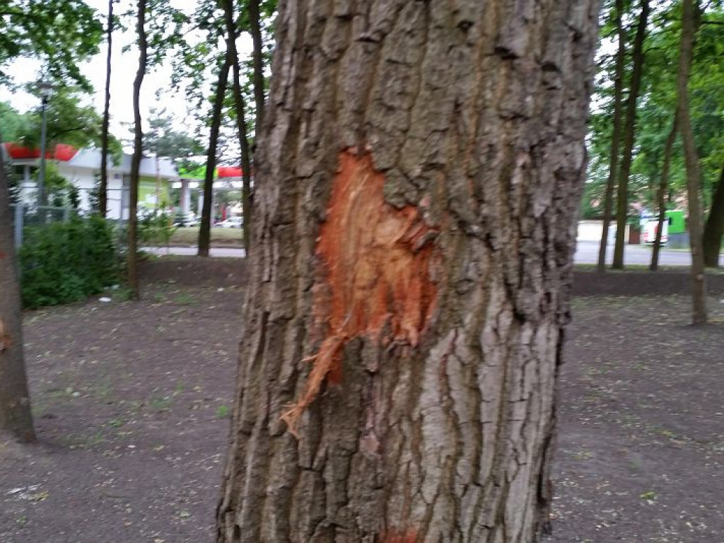 Legionowo: Park Zdrowia dopuszczony do użytku. Co z okaleczonymi drzewami?