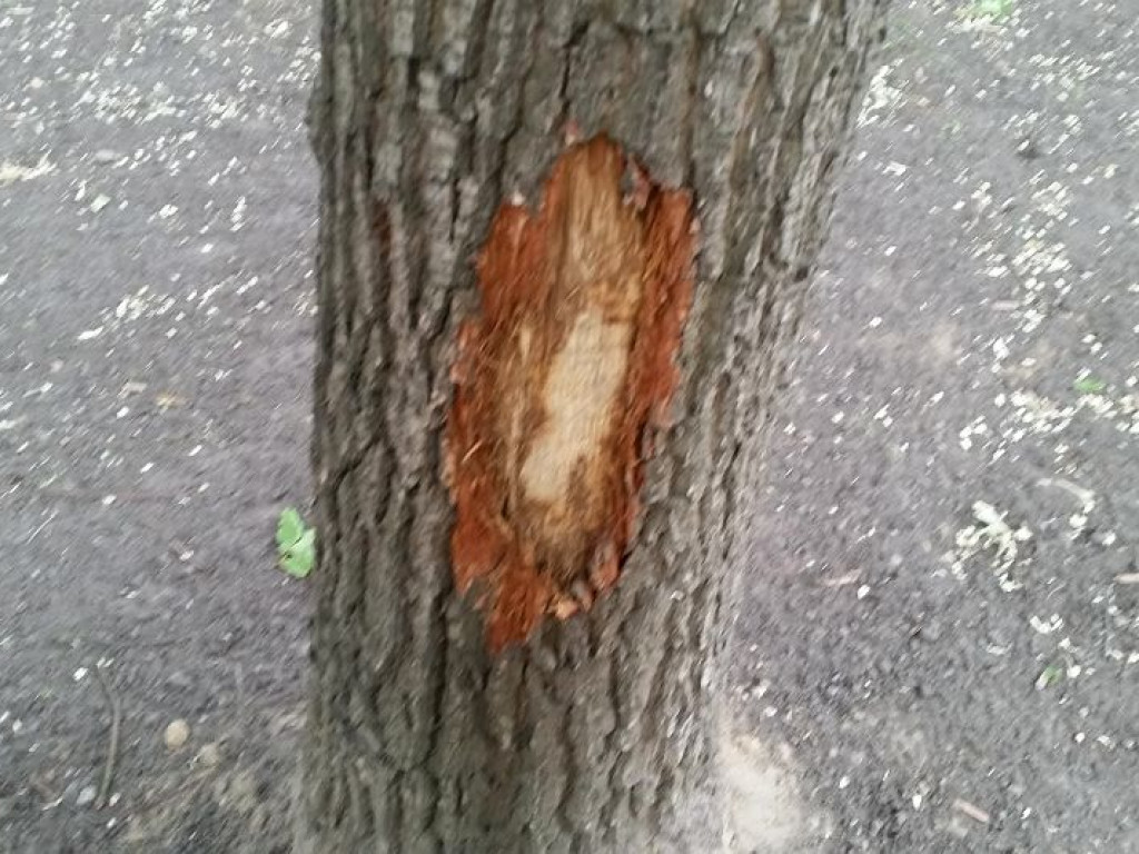 Legionowo: Park Zdrowia dopuszczony do użytku. Co z okaleczonymi drzewami?