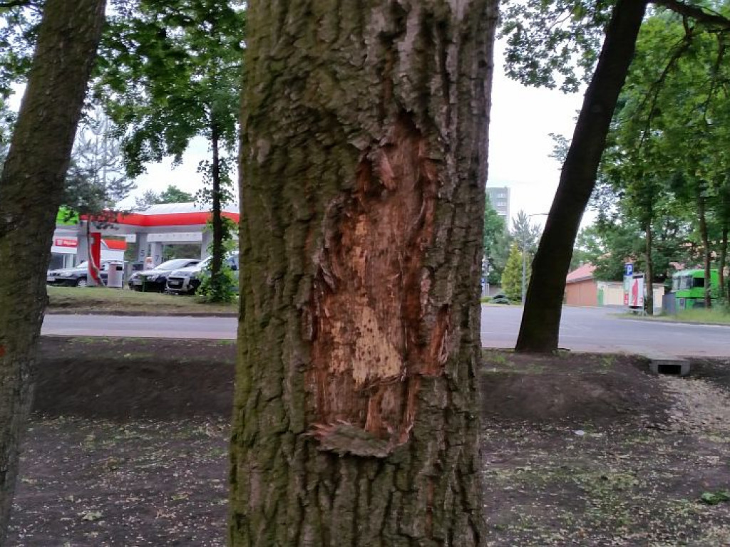 Legionowo: Park Zdrowia dopuszczony do użytku. Co z okaleczonymi drzewami?