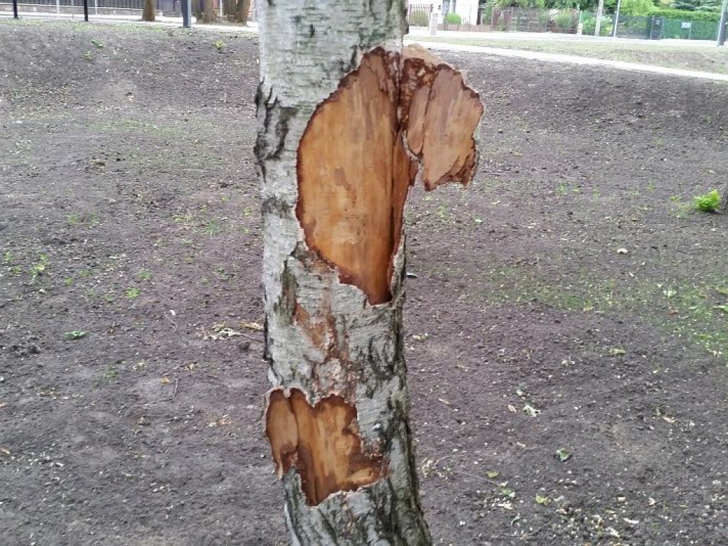 Legionowo: Park Zdrowia dopuszczony do użytku. Co z okaleczonymi drzewami?