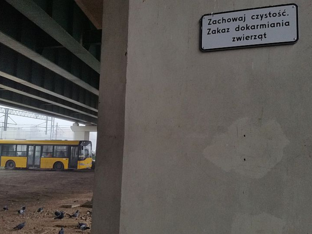 Legionowo: Gołębie kupy już nie straszne?