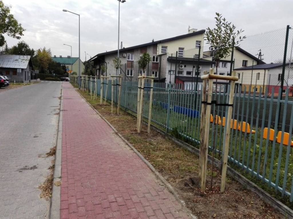 Jabłonna: Posadzili nowe drzewa, nie zapłacą kary