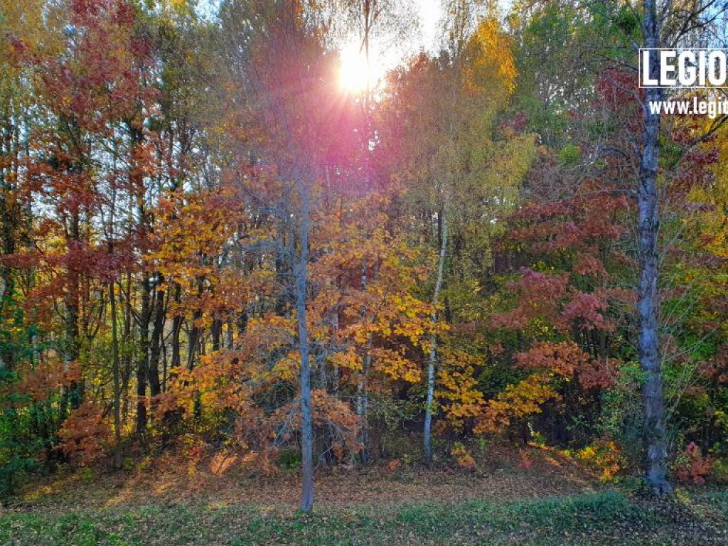 Legionowski: Korzystaj z pięknej pogody! Kolorowa jesień w gminie Wieliszew (galeria)