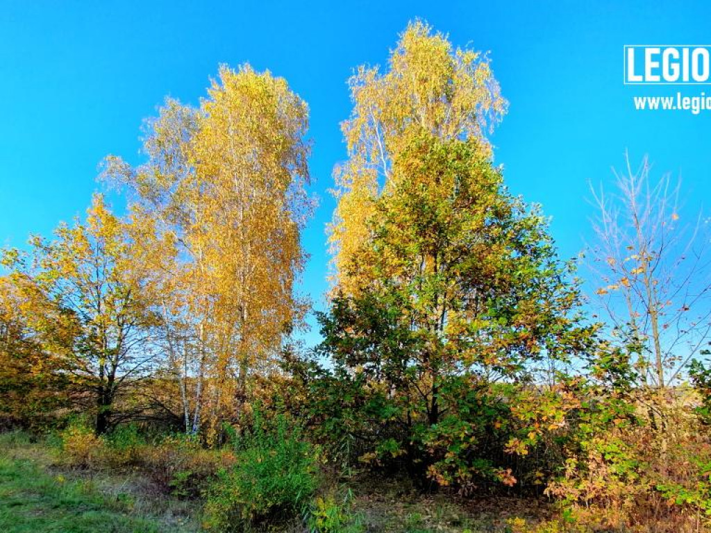 Legionowski: Korzystaj z pięknej pogody! Kolorowa jesień w gminie Wieliszew (galeria)