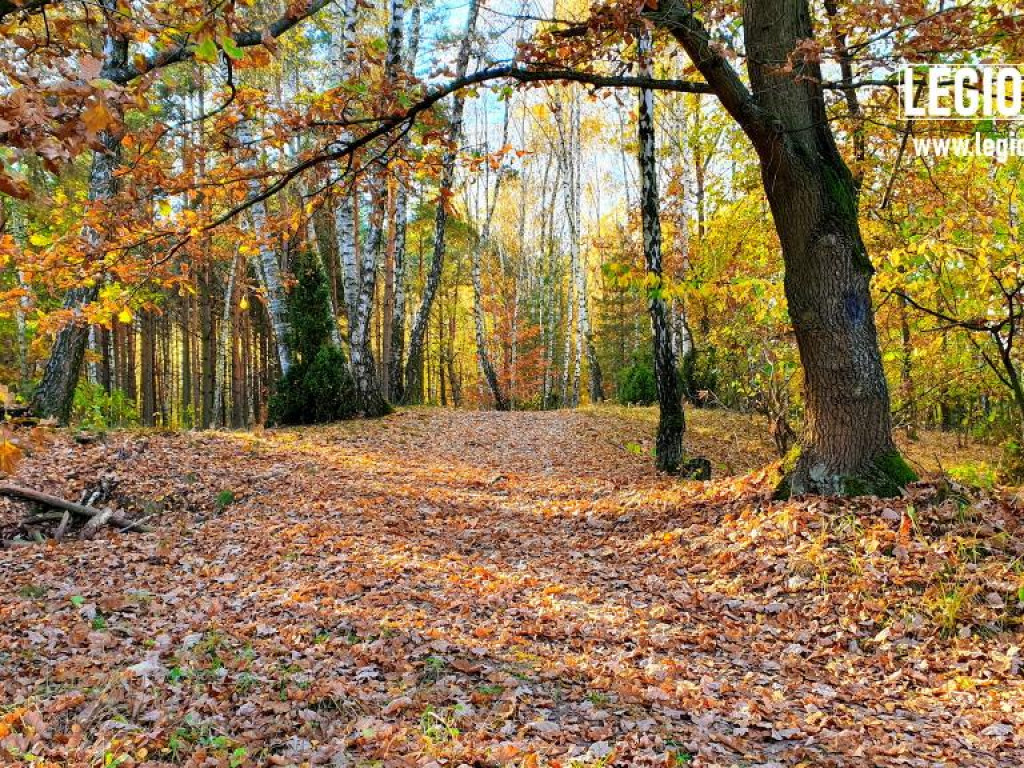 Legionowski: Korzystaj z pięknej pogody! Kolorowa jesień w gminie Wieliszew (galeria)