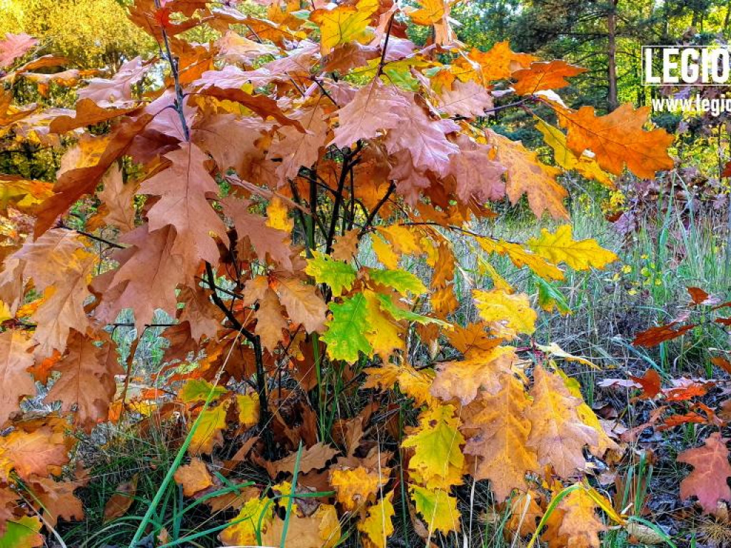 Legionowski: Korzystaj z pięknej pogody! Kolorowa jesień w gminie Wieliszew (galeria)