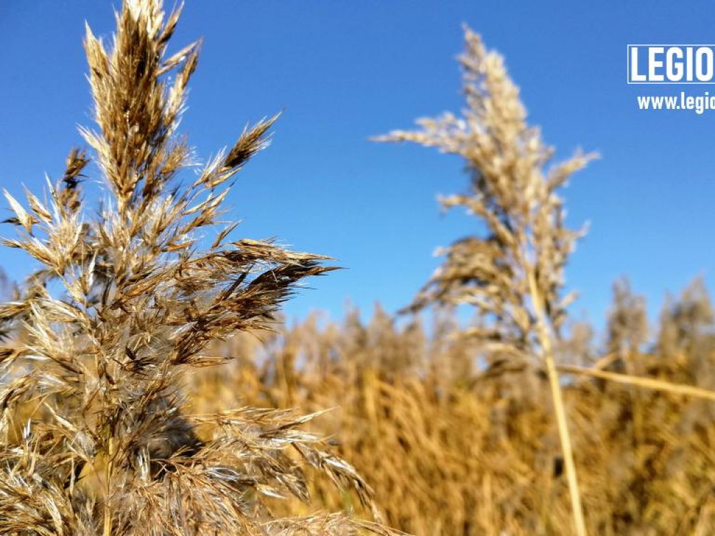 Legionowski: Korzystaj z pięknej pogody! Kolorowa jesień w gminie Wieliszew (galeria)