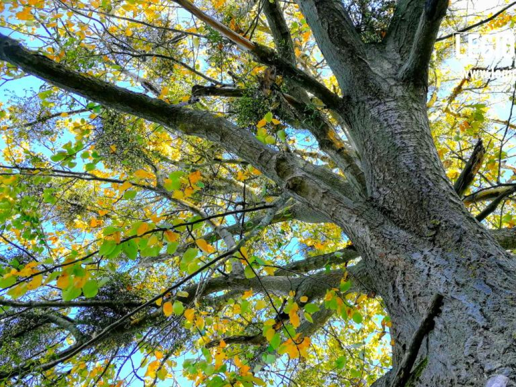 Legionowski: Korzystaj z pięknej pogody! Kolorowa jesień w gminie Wieliszew (galeria)