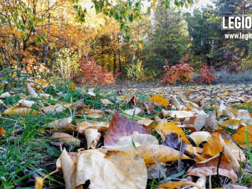 Legionowski: Korzystaj z pięknej pogody! Kolorowa jesień w gminie Wieliszew (galeria)