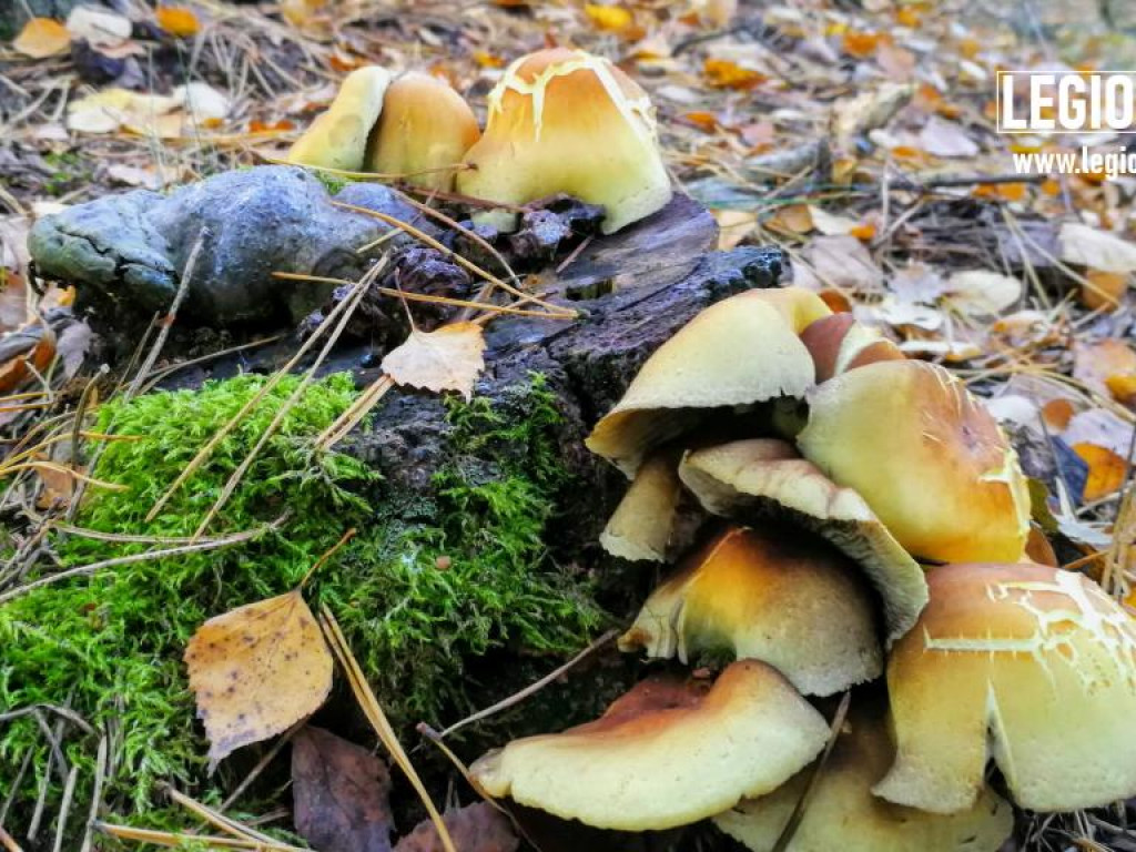 Legionowski: Korzystaj z pięknej pogody! Kolorowa jesień w gminie Wieliszew (galeria)