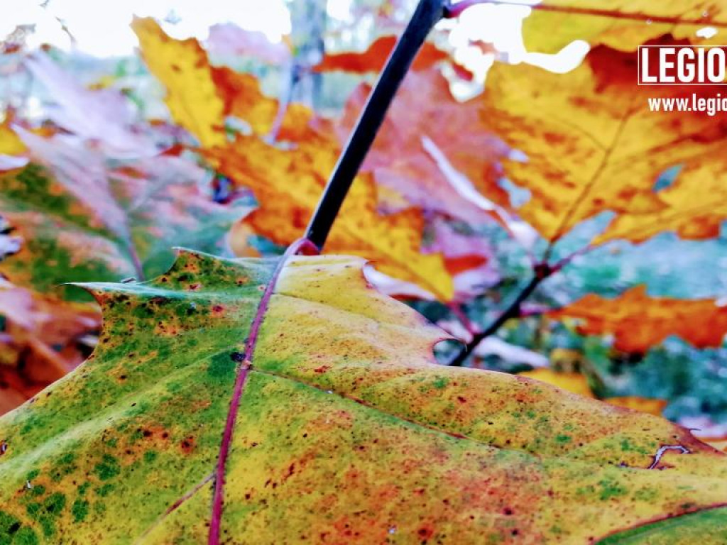 Legionowski: Korzystaj z pięknej pogody! Kolorowa jesień w gminie Wieliszew (galeria)