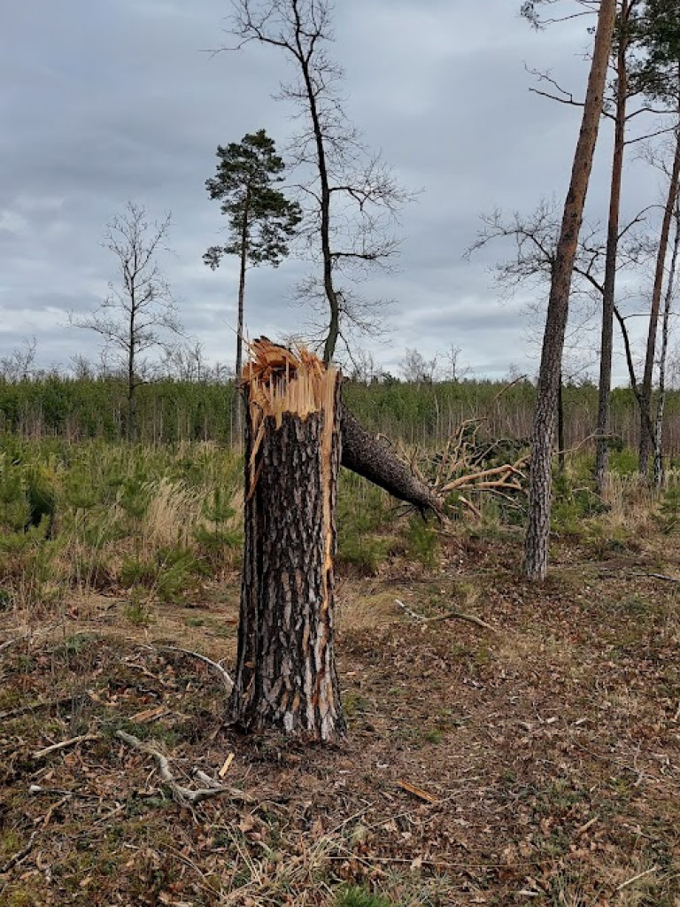 Bilans huraganu. Setki interwencji strażaków