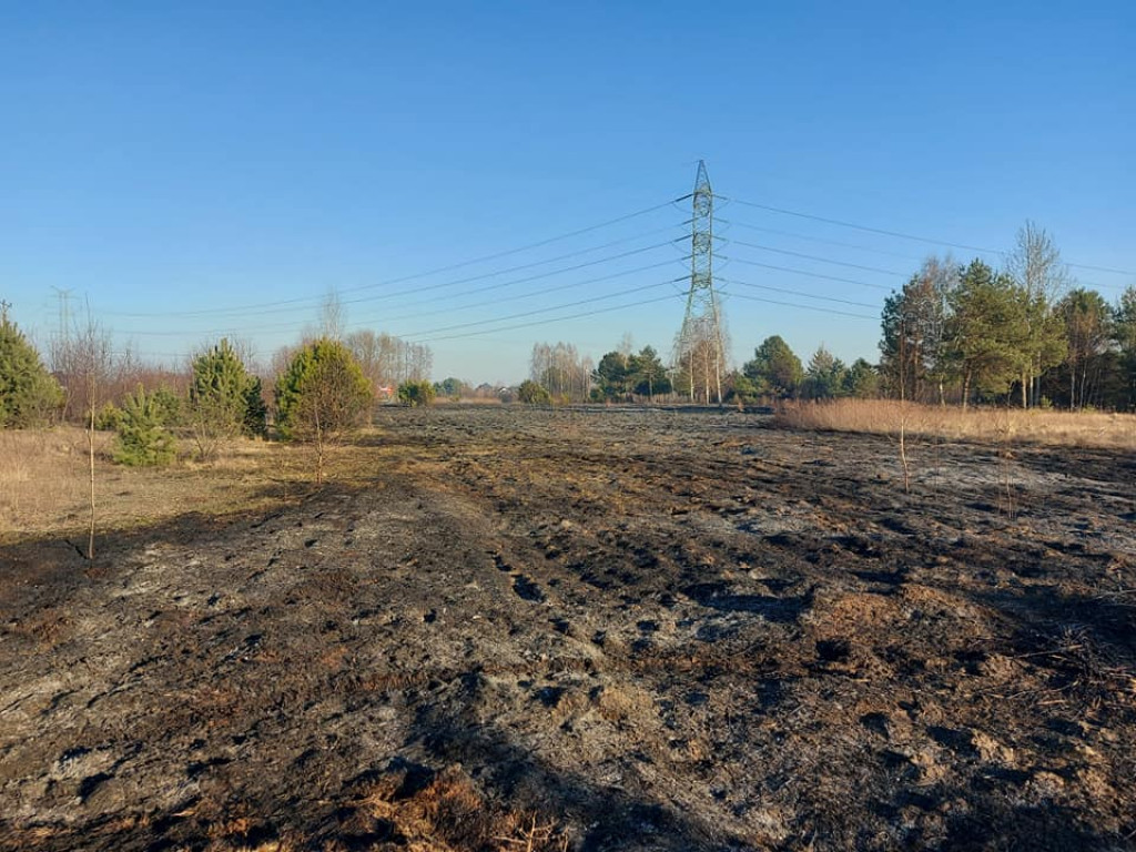 Pożar trawy w Aleksandrowie zagrażał budynkom