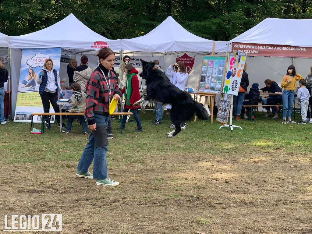 Festiwal 
