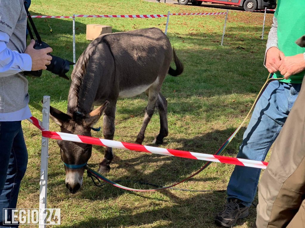 Festiwal 