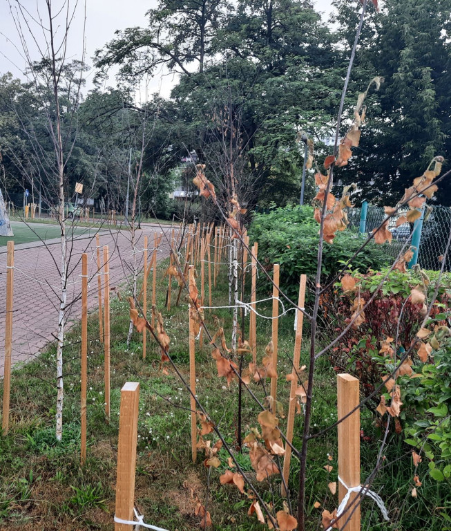 Legionowo: Nowo posadzone drzewa uschły. Miasto...