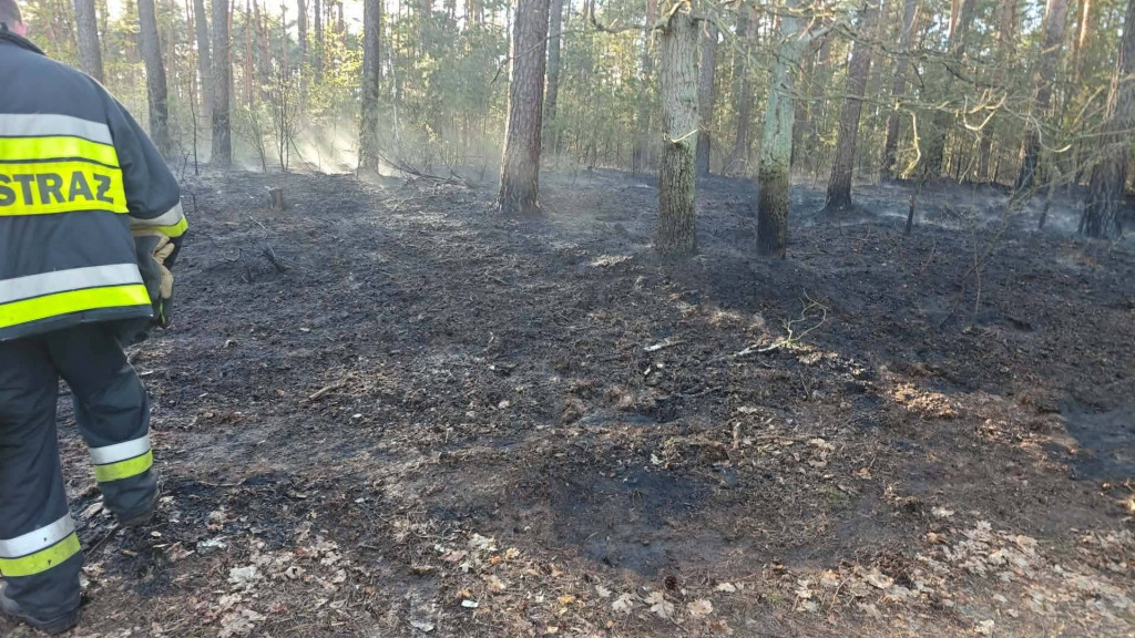Sucho w lasach, rośnie liczba pożarów