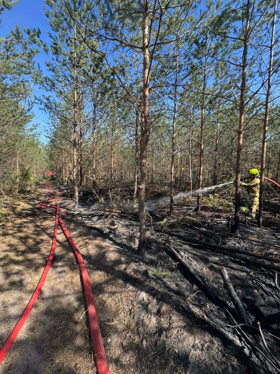 Sucho w lasach, rośnie liczba pożarów