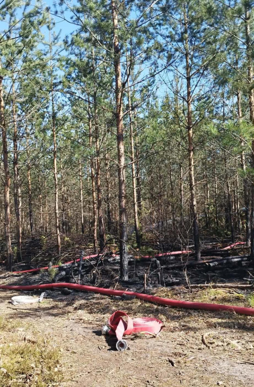 Sucho w lasach, rośnie liczba pożarów