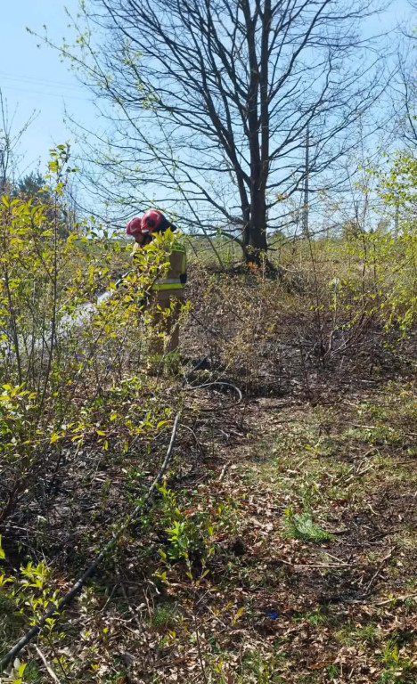 Sucho w lasach, rośnie liczba pożarów
