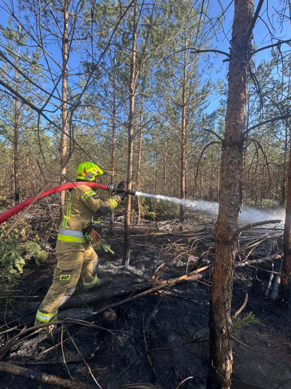 Sucho w lasach, rośnie liczba pożarów
