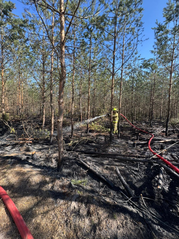 Sucho w lasach, rośnie liczba pożarów