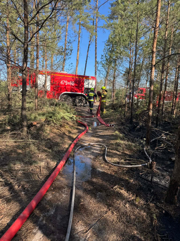 Sucho w lasach, rośnie liczba pożarów