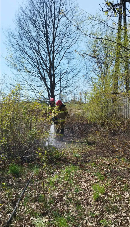 Sucho w lasach, rośnie liczba pożarów