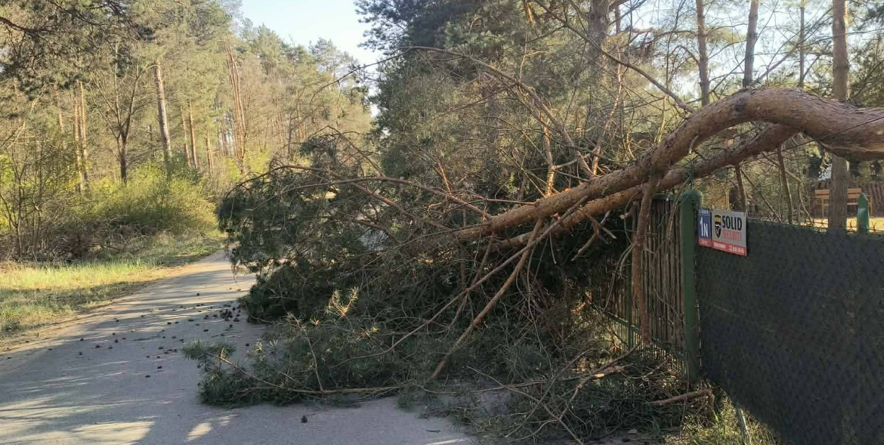 Silny wiatr przewracał drzewa